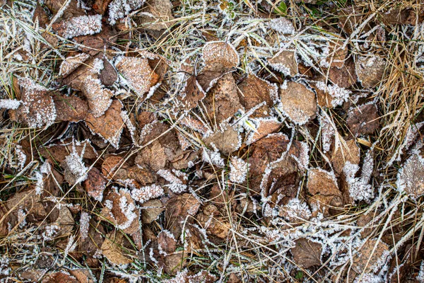 Hojas caídas y hierba cubierta de escarcha a finales de otoño o — Foto de Stock