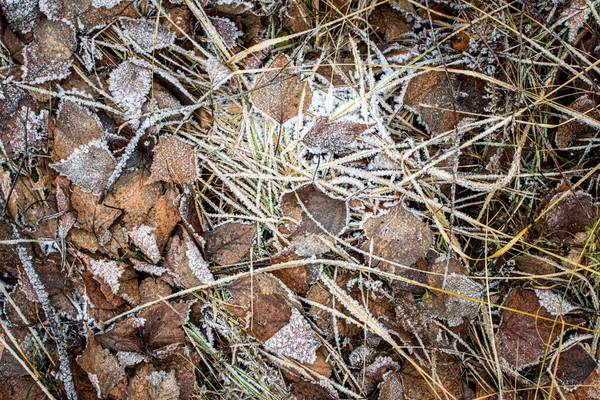 Foglie cadute ed erba ricoperta di brina nel tardo autunno o — Foto Stock