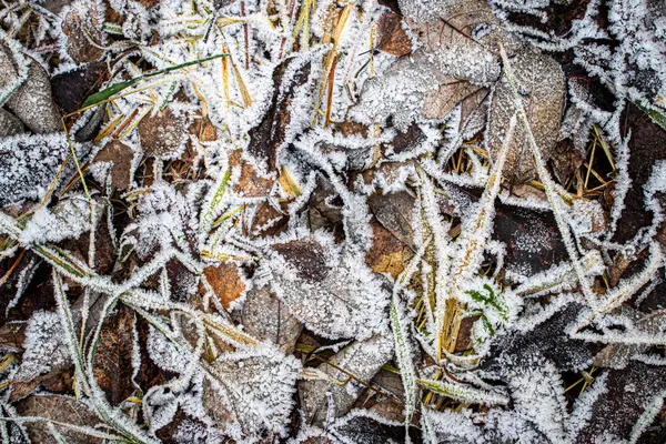 Fallna löv och gräs täckta med hesfrost på senhösten eller — Stockfoto