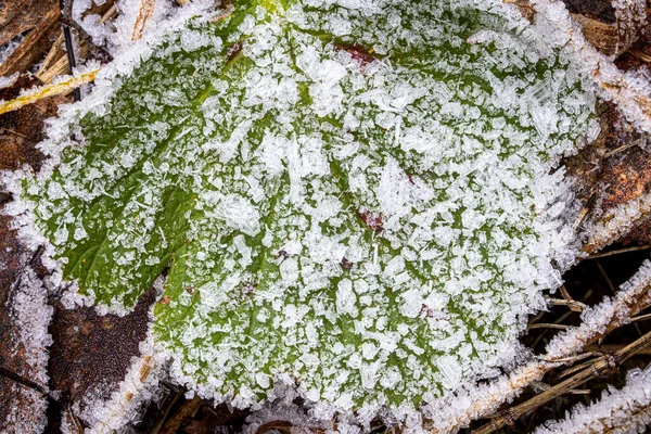 Folha verde coberta com geada no final do outono ou início do inverno — Fotografia de Stock