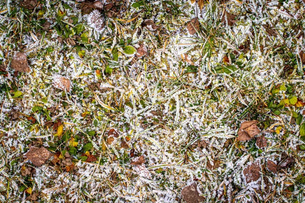 Folhas caídas e grama coberta com geada no final do outono ou — Fotografia de Stock