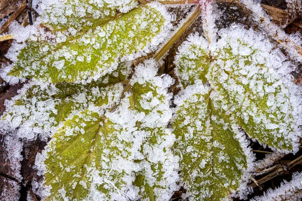 Hoja verde cubierta de escarcha a finales de otoño o principios de invierno — Foto de Stock