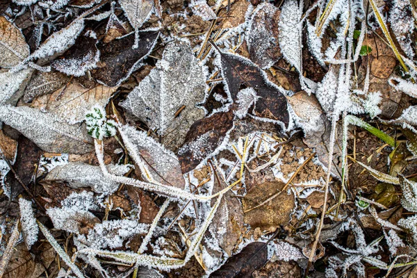 Foglie cadute ed erba ricoperta di brina nel tardo autunno o — Foto Stock