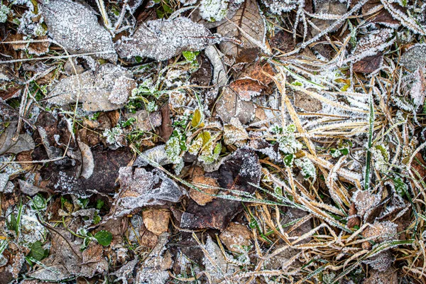 Foglie cadute ed erba ricoperta di brina nel tardo autunno o — Foto Stock