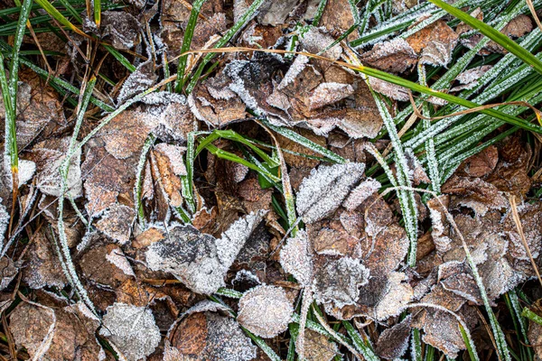 Fallna löv och gräs täckta med hesfrost på senhösten eller — Stockfoto