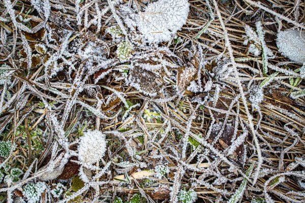 Foglie cadute ed erba ricoperta di brina nel tardo autunno o — Foto Stock