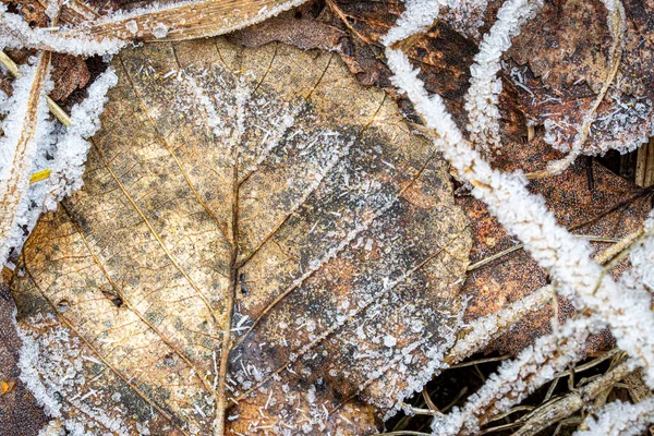 Bruin gevallen blad bedekt met rietvorst in de late herfst of vroege — Stockfoto