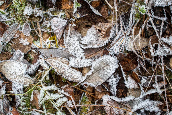 Hojas caídas y hierba cubierta de escarcha a finales de otoño o — Foto de Stock