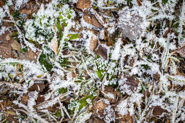 Foglie cadute ed erba ricoperta di brina nel tardo autunno o — Foto Stock