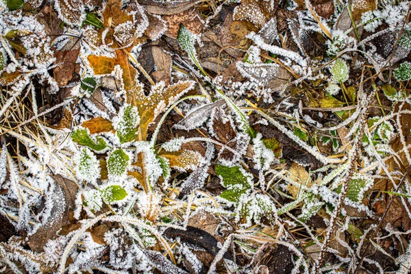 Padlé listy a tráva pokryté chrastítkem na konci podzimu nebo — Stock fotografie