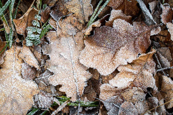 Fallna löv och gräs täckta med hesfrost på senhösten eller — Stockfoto