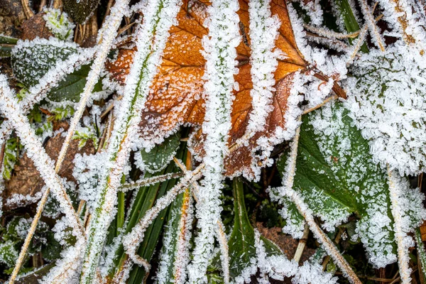 Hojas caídas y hierba cubierta de escarcha a finales de otoño o — Foto de Stock