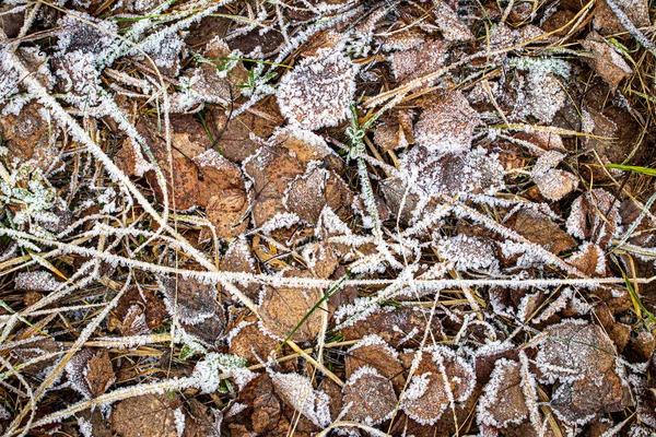 Padlé listy a tráva pokryté chrastítkem na konci podzimu nebo — Stock fotografie