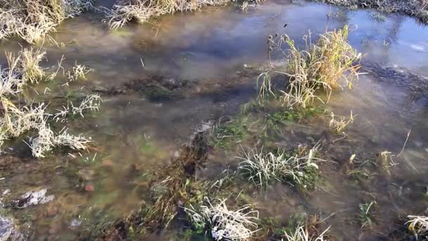 Tající Nebo Mrazivý Potok Konci Podzimu Nebo Začátku Jara Slunečného — Stock video