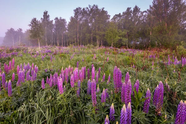 Crépuscule sur un champ couvert de lupins à fleurs au printemps ou au début de la saison estivale avec brouillard, ciel nuageux et arbres sur un fond le matin. Paysage . — Photo