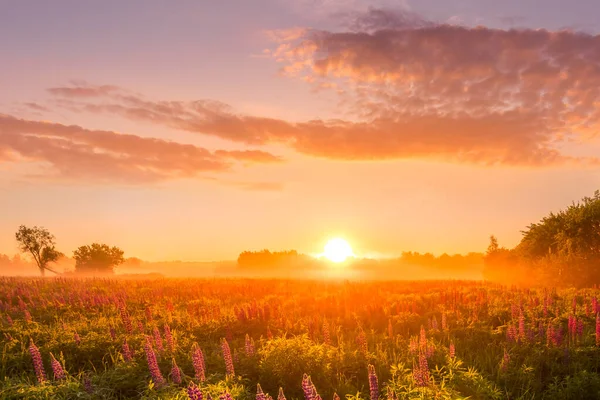 Nascer do sol em um campo coberto de tremoços floridos na primavera ou início do verão com nevoeiro, céu nublado e árvores em um fundo de manhã. Paisagem . — Fotografia de Stock