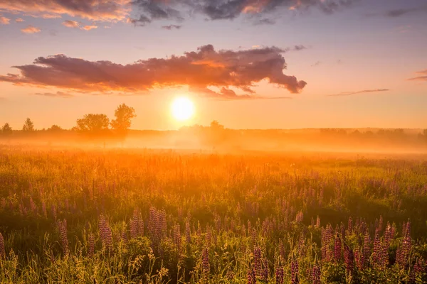 Sunrise on a field covered with flowering lupines in spring or early summer season with fog, cloudy sky and trees on a background in morning. Landscape. — Stock Photo, Image