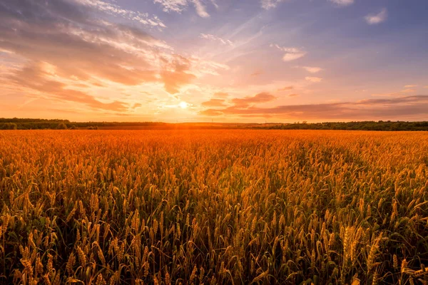 Scene of sunset on the field with young rye or wheat in the summer with a cloudy sky background. Landscape. — Stock Photo, Image