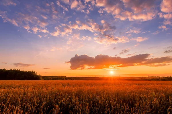 Scene of sunset on the field with young rye or wheat in the summer with a cloudy sky background. Landscape. — Stock Photo, Image