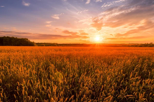 Scen av solnedgång på fältet med ung råg eller vete på sommaren med en grumlig himmel bakgrund. Landskap. — Stockfoto