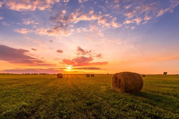 Egy mező szénakazalokkal egy nyári vagy kora őszi estén, felhős égbolttal a háttérben. Takarmány beszerzése a mezőgazdaságban. Tájkép. Naplemente. — Stock Fotó