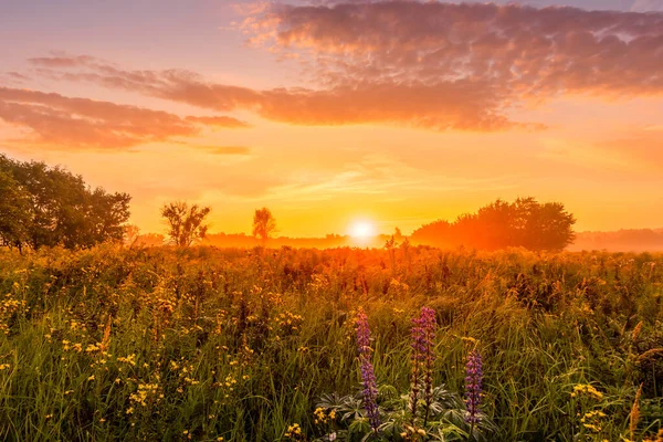 Salida del sol en un campo cubierto de flores silvestres en temporada de verano con niebla y árboles con un fondo nublado en la mañana. Paisaje. — Foto de Stock