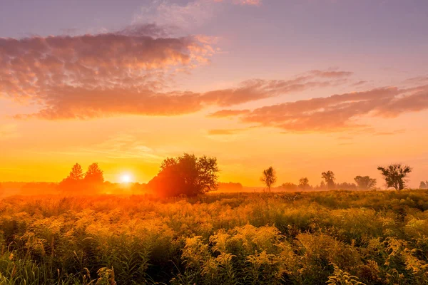Восход солнца на поле, покрытом дикими цветами в летний сезон с туманом и деревьями с облачным небосводом утром. Пейзаж. — стоковое фото