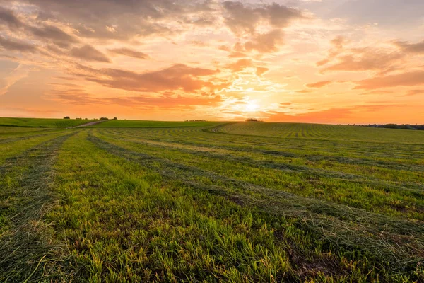 Sonnenuntergang Auf Kultiviertem Land Der Landschaft Einem Sommerabend Mit Bkue — Stockfoto