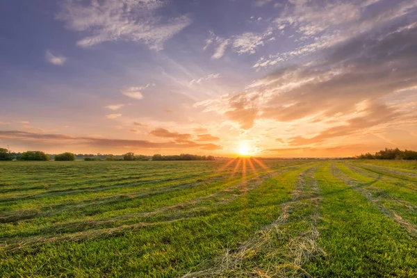 Sunset at cultivated land in the countryside on a summer evening with cloudy sky background. Procurement of food for animals. Combined field. Landscape.