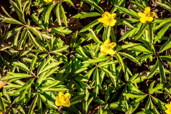 Green Sprouts Flowers Spring — Stock Photo, Image