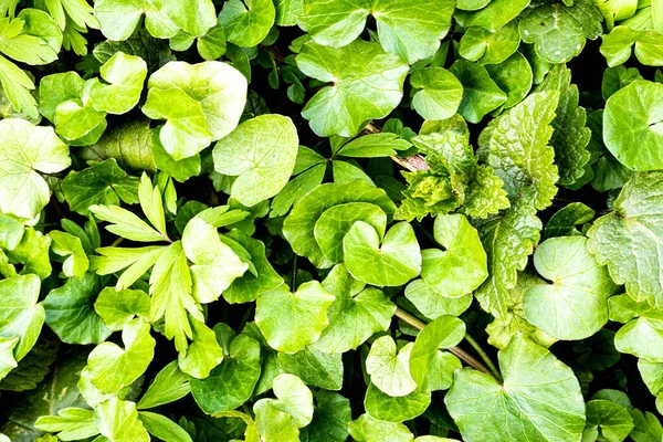 Υφή Από Νεαρά Πράσινα Λαχανάκια Φυτών Νωρίς Άνοιξη Αφηρημένο Φόντο — Φωτογραφία Αρχείου