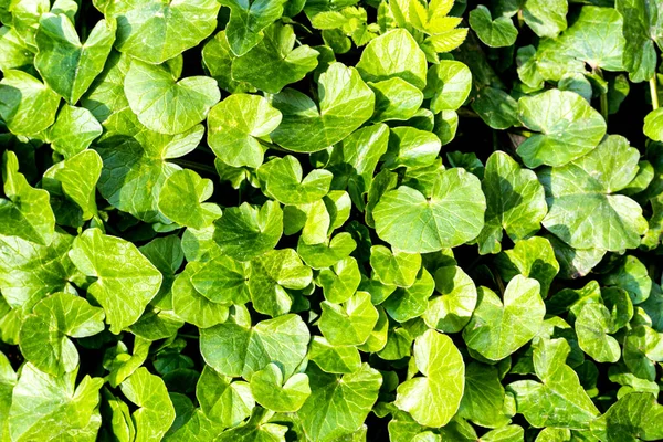 Die Textur Der Jungen Grünen Pflanze Sprießt Vorfrühling Abstrakter Hintergrund — Stockfoto