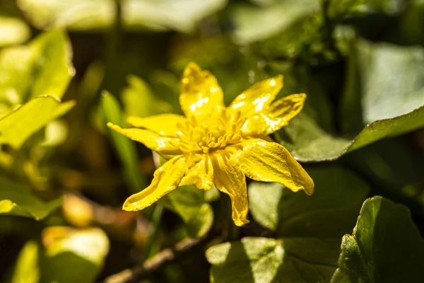 Première Fleur Printanière Aux Pétales Jaunes Par Une Journée Ensoleillée — Photo