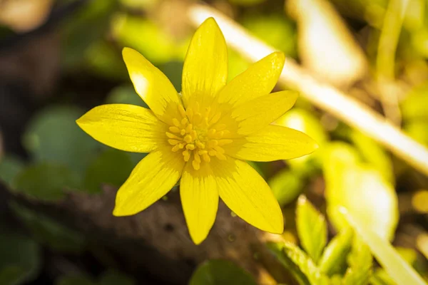 Première Fleur Printanière Aux Pétales Jaunes Par Une Journée Ensoleillée — Photo