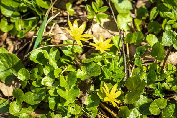 Las Primeras Flores Primavera Con Pétalos Amarillos Hojas Verdes Día —  Fotos de Stock