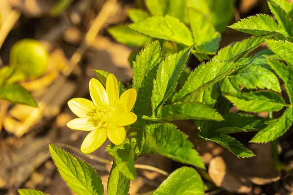 Első Tavaszi Virág Sárga Szirmokkal Egy Napsütéses Napon — Stock Fotó
