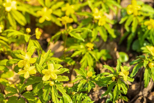 Les Premières Fleurs Printanières Aux Pétales Jaunes Aux Feuilles Vertes — Photo