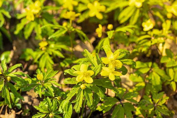 Πρώτα Ανοιξιάτικα Λουλούδια Κίτρινα Πέταλα Και Πράσινα Φύλλα Μια Ηλιόλουστη — Φωτογραφία Αρχείου