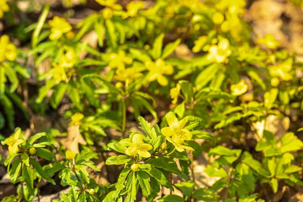 První Jarní Květiny Žlutými Okvětními Lístky Zelenými Listy Slunečného Dne — Stock fotografie