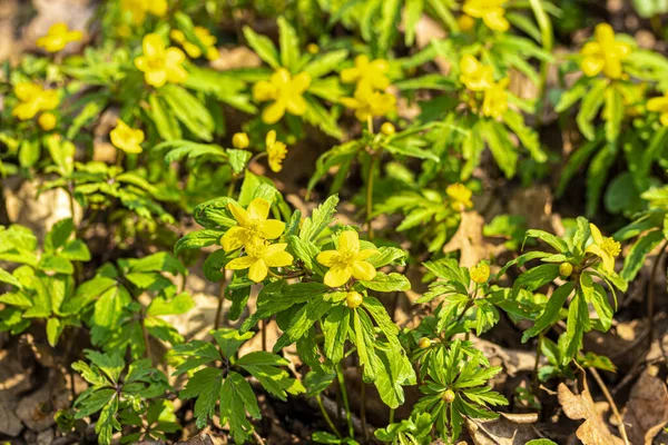 First Spring Flowers Yellow Petals Green Leaves Sunny Day — Stock Photo, Image