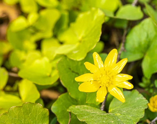 Den Första Vårblomman Med Gula Kronblad Solig Dag — Stockfoto