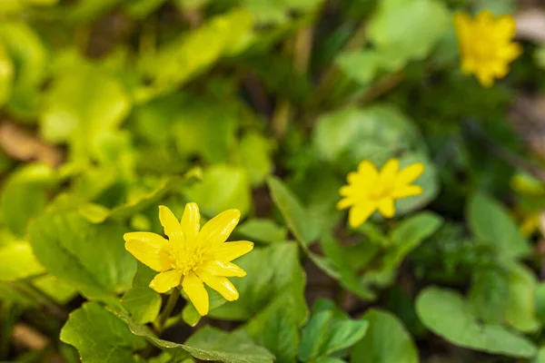Első Tavaszi Virágok Sárga Szirmokkal Zöld Levelekkel Egy Napsütéses Napon — Stock Fotó