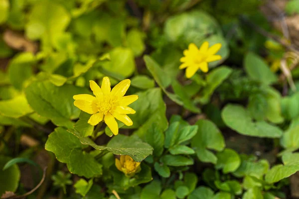 Les Premières Fleurs Printanières Aux Pétales Jaunes Aux Feuilles Vertes — Photo