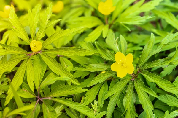 Första Vårblommorna Med Gula Kronblad Och Gröna Blad Solig Dag — Stockfoto