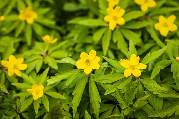 Primeiras Flores Primavera Com Pétalas Amarelas Folhas Verdes Dia Ensolarado — Fotografia de Stock