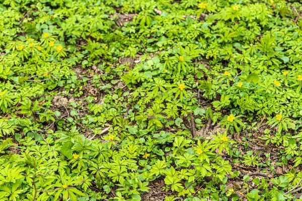 Primi Fiori Primaverili Con Petali Gialli Foglie Verdi Una Giornata — Foto Stock