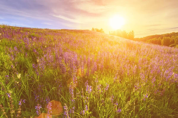 Pôr Sol Uma Colina Coberta Tremoços Estação Verão Com Céu — Fotografia de Stock