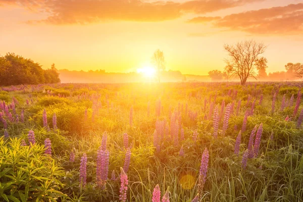 Восход Солнца Поле Покрытом Цветущими Люпинами Весной Начале Летнего Сезона — стоковое фото