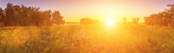 Sunrise on a field covered with wild flowers in summer season with fog and trees on a background in morning. Landscape. Panorama.
