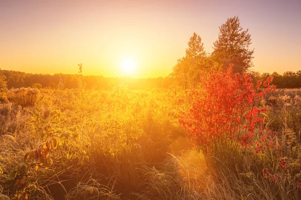 Scene of sunrise on a field with grass and bush with red leaves covered with frost in early autumn morning and trees on a background. Landscape.